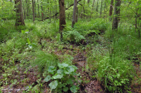 Đầm lầy thấm canxi đồng bằng ven biển – CEGL006413 Đầm lầy thấm canxi đồng bằng ven biển – CEGL006413