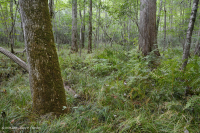 Đầm lầy thấm canxi đồng bằng ven biển – CEGL006413 Đầm lầy thấm canxi đồng bằng ven biển – CEGL006413