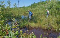 Đồng bằng ven biển / Đầm lầy thấm nước ngoài Piedmont – CEGL006499 Đồng bằng ven biển / Đầm lầy thấm nước ngoài Piedmont – CEGL006499