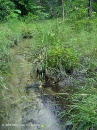 Đồng bằng ven biển / Đầm lầy thấm nước ngoài Piedmont – CEGL006499 Đồng bằng ven biển / Đầm lầy thấm nước ngoài Piedmont – CEGL006499