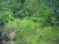 Đồng bằng ven biển / Đầm lầy thấm nước ngoài Piedmont – CEGL006499 Đồng bằng ven biển / Đầm lầy thấm nước ngoài Piedmont – CEGL006499