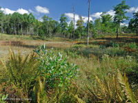 Đồng bằng ven biển / Đầm lầy thấm nước ngoài Piedmont – CEGL006499 Đồng bằng ven biển / Đầm lầy thấm nước ngoài Piedmont – CEGL006499