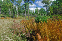 Đồng bằng ven biển / Đầm lầy thấm nước ngoài Piedmont – CEGL006499 Đồng bằng ven biển / Đầm lầy thấm nước ngoài Piedmont – CEGL006499