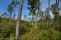 Đồng bằng ven biển / Đầm lầy thấm nước ngoài Piedmont – CEGL006499 Đồng bằng ven biển / Đầm lầy thấm nước ngoài Piedmont – CEGL006499