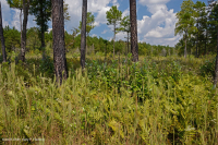 Đồng bằng ven biển / Đầm lầy thấm nước ngoài Piedmont – CEGL006499 Đồng bằng ven biển / Đầm lầy thấm nước ngoài Piedmont – CEGL006499