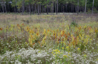 Đồng bằng ven biển / Đầm lầy thấm nước ngoài Piedmont – CEGL006499 Đồng bằng ven biển / Đầm lầy thấm nước ngoài Piedmont – CEGL006499