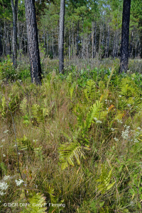 Đồng bằng ven biển / Đầm lầy thấm nước ngoài Piedmont – CEGL006499 Đồng bằng ven biển / Đầm lầy thấm nước ngoài Piedmont – CEGL006499