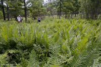 Đồng bằng ven biển / Đầm lầy thấm nước ngoài Piedmont – CEGL006499 Đồng bằng ven biển / Đầm lầy thấm nước ngoài Piedmont – CEGL006499