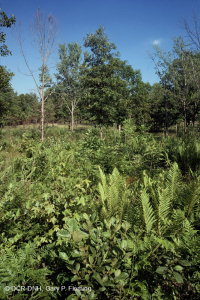 Đồng bằng ven biển / Đầm lầy thấm nước ngoài Piedmont – CEGL006499 Đồng bằng ven biển / Đầm lầy thấm nước ngoài Piedmont – CEGL006499