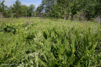 Đồng bằng ven biển / Đầm lầy thấm nước ngoài Piedmont – CEGL006499 Đồng bằng ven biển / Đầm lầy thấm nước ngoài Piedmont – CEGL006499