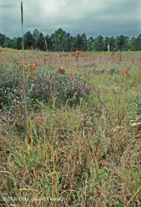 Đồng bằng ven biển / Đầm lầy thấm nước ngoài Piedmont – CEGL006499 Đồng bằng ven biển / Đầm lầy thấm nước ngoài Piedmont – CEGL006499