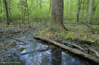 Đầm lầy Piedmont Upland Depression (Loại Pin Oak - Sồi trắng đầm lầy) – CEGL004643