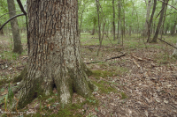 Đầm lầy Piedmont Upland Depression (Loại Pin Oak - Sồi trắng đầm lầy) – CEGL004643