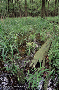 Đầm lầy Piedmont Upland Depression (Loại Pin Oak - Sồi trắng đầm lầy) – CEGL004643