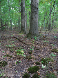 Đầm lầy Piedmont Upland Depression (Loại Pin Oak - Sồi trắng đầm lầy) – CEGL004643