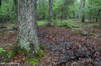 Đầm lầy trũng Piedmont Upland (Loại cây sồi liễu) – CEGL007403