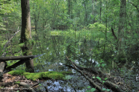 Đầm lầy trũng Piedmont Upland (Loại cây sồi liễu) – CEGL007403