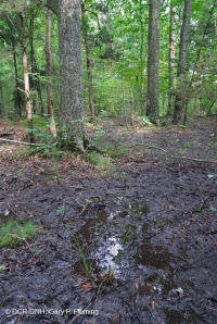 Đầm lầy trũng Piedmont Upland (Loại cây sồi liễu) – CEGL007403