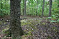 Đầm lầy trũng Piedmont Upland (Loại cây sồi liễu) – CEGL007403