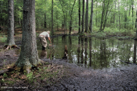 Đầm lầy trũng Piedmont Upland (Loại cây sồi liễu) – CEGL007403