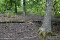 Đầm lầy trũng Piedmont Upland (Loại cây sồi liễu) – CEGL007403