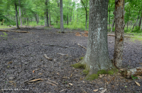 Đầm lầy trũng Piedmont Upland (Loại cây sồi liễu) – CEGL007403