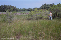 Đầm lầy mực nước biển – CEGL006310