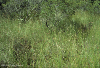 Đầm lầy mực nước biển – CEGL006310