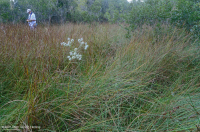 Đầm lầy mực nước biển – CEGL006310