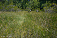 Đầm lầy mực nước biển - CEGL006310