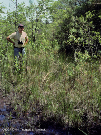 Đầm lầy mực nước biển – CEGL006310