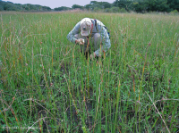 Đầm lầy Interdune (Loại đồng cỏ hỗn hợp phía Nam) – CEGL006840 Đầm lầy Interdune (Loại đồng cỏ hỗn hợp phía Nam) – CEGL006840