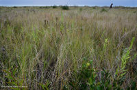 Đầm lầy Interdune (Loại đồng cỏ hỗn hợp phía Bắc) – CEGL004117 Đầm lầy Interdune (Loại đồng cỏ hỗn hợp phía Bắc) – CEGL004117