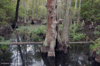 Rừng đầm lầy ven biển (Loại bách hói) – CEGL004079 Rừng đầm lầy ven biển (Loại bách hói) – CEGL004079