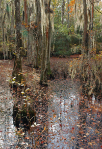 Rừng đầm lầy ven biển (Loại bách hói) – CEGL004079 Rừng đầm lầy ven biển (Loại bách hói) – CEGL004079