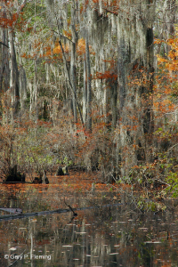 Rừng đầm lầy ven biển (Loại bách hói) – CEGL004079 Rừng đầm lầy ven biển (Loại bách hói) – CEGL004079