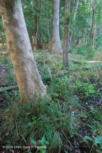 Rừng đầm lầy ven biển (Red Maple - Tupelo Type) – CEGL004082 Rừng đầm lầy ven biển (Red Maple - Tupelo Type) – CEGL004082