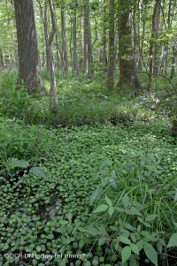 Rừng đầm lầy ven biển (Red Maple - Tupelo Type) – CEGL004082 Rừng đầm lầy ven biển (Red Maple - Tupelo Type) – CEGL004082