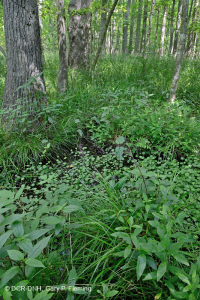 Rừng đầm lầy ven biển (Red Maple - Tupelo Type) – CEGL004082 Rừng đầm lầy ven biển (Red Maple - Tupelo Type) – CEGL004082