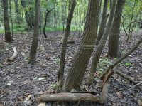 Rừng đầm lầy ven biển (Loại cây liễu đen) – CEGL006348 Rừng đầm lầy ven biển (Loại cây liễu đen) – CEGL006348