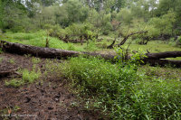 Rừng đầm lầy ven biển (Loại cây liễu đen) – CEGL006348 Rừng đầm lầy ven biển (Loại cây liễu đen) – CEGL006348