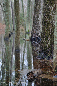 Rừng thông Loblolly ướt ven biển – CEGL006137 Rừng thông Loblolly ướt ven biển – CEGL006137