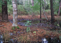 Rừng thông Loblolly ướt ven biển – CEGL006137 Rừng thông Loblolly ướt ven biển – CEGL006137