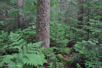 Rừng vân sam đỏ Appalachian phía Nam (Loại cây bụi rụng lá) – CEGL007131 Rừng vân sam đỏ Appalachian phía Nam (Loại cây bụi rụng lá) – CEGL007131