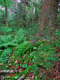 Rừng vân sam đỏ Appalachian phía Nam (Loại cây bụi rụng lá) – CEGL007131 Rừng vân sam đỏ Appalachian phía Nam (Loại cây bụi rụng lá) – CEGL007131