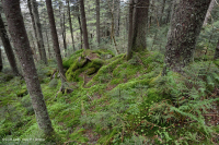 Rừng vân sam đỏ Appalachian phía Nam (Loại cây bụi rụng lá) – CEGL007131 Rừng vân sam đỏ Appalachian phía Nam (Loại cây bụi rụng lá) – CEGL007131