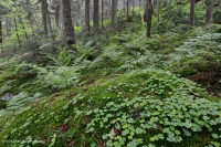 Rừng vân sam đỏ Appalachian phía Nam (Loại cây bụi rụng lá) – CEGL007131 Rừng vân sam đỏ Appalachian phía Nam (Loại cây bụi rụng lá) – CEGL007131