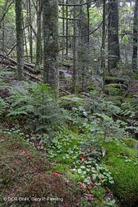 Rừng vân sam đỏ Appalachian phía Nam (Loại cây bụi rụng lá) - CEGL007131 Rừng vân sam đỏ Appalachian phía Nam (Loại cây bụi rụng lá) - CEGL007131