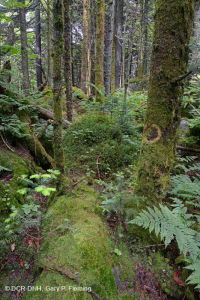 Rừng vân sam đỏ Appalachian phía Nam (Loại cây bụi rụng lá) - CEGL007131 Rừng vân sam đỏ Appalachian phía Nam (Loại cây bụi rụng lá) - CEGL007131