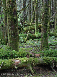 Rừng thông Fraser - CEGL006049 Rừng thông Fraser - CEGL006049